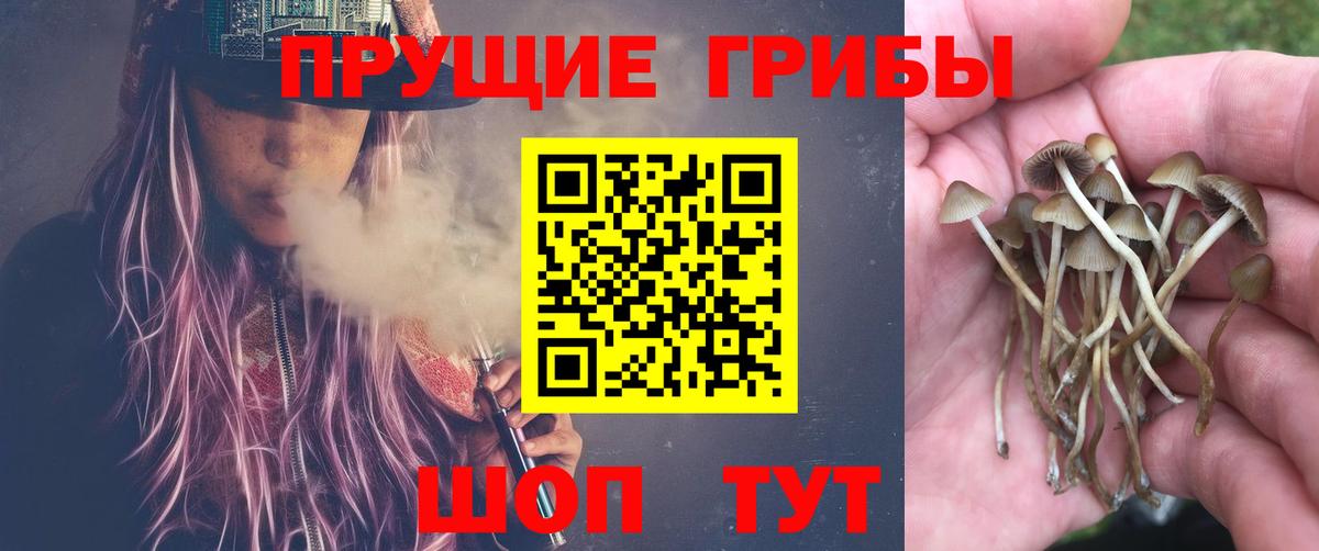 Псилоцибиновые грибы Psilocybine cubensis Назарово